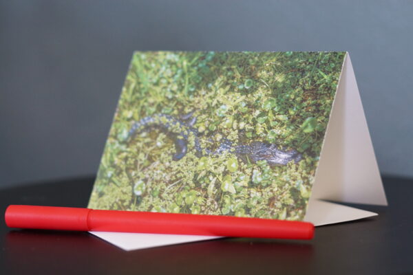 10-Pack of Notecards/Greeting Cards: The New Orleans Collection - Image 4
